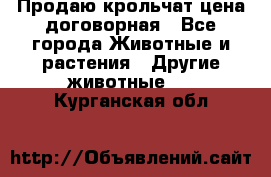Продаю крольчат цена договорная - Все города Животные и растения » Другие животные   . Курганская обл.